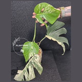 Rare Variegated Monstera Albo Live Plant - White Albo Borsigiana Mature Plant - Large Form - Exact Same Plant - US Seller