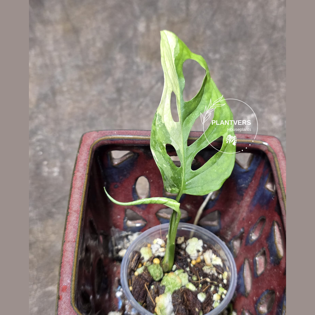 High Variegated White Monstera Adansonii Albo - Rare Collector Swiss Cheese Plant - EXACT Same Plant - US Seller