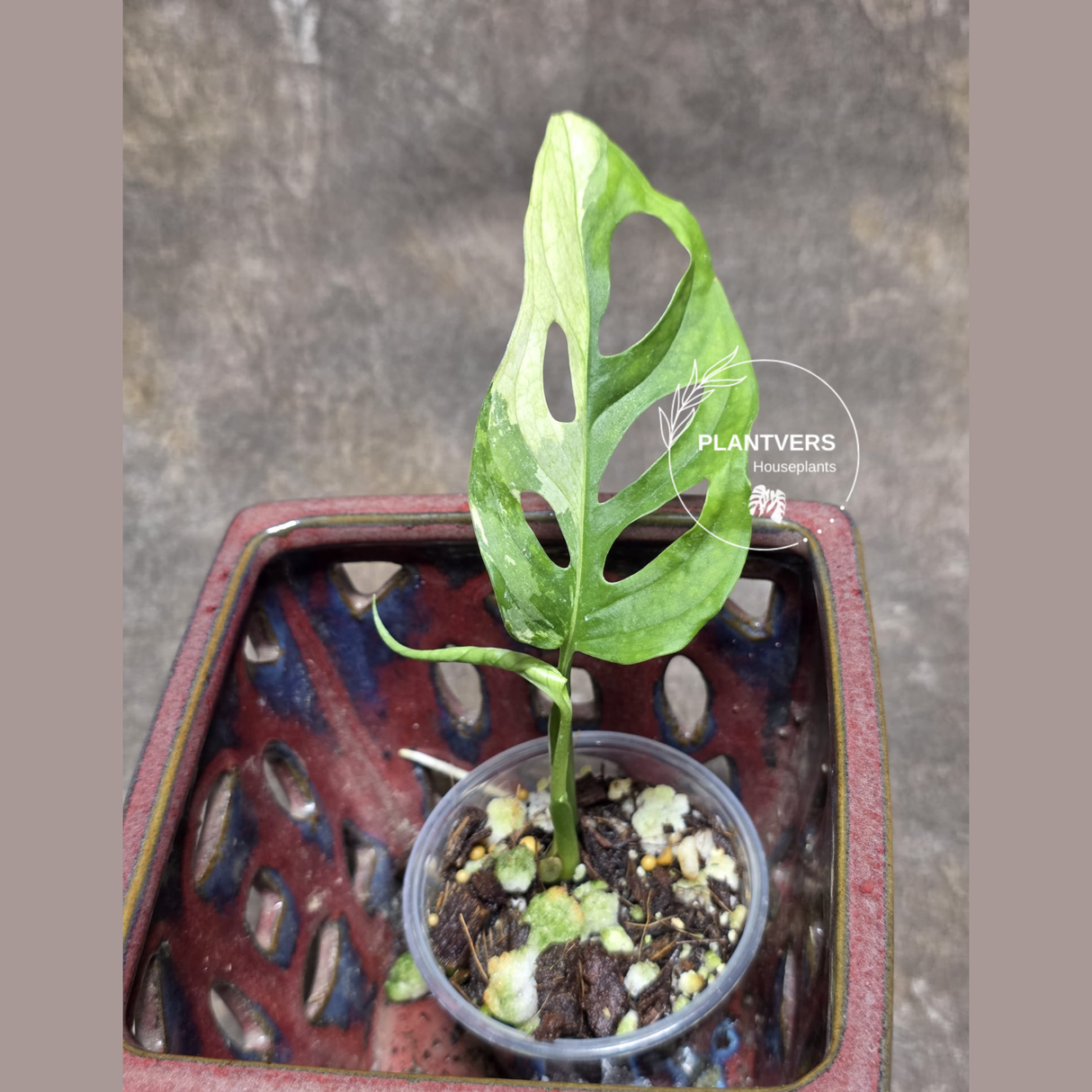 High Variegated White Monstera Adansonii Albo - Rare Collector Swiss Cheese Plant - EXACT Same Plant - US Seller