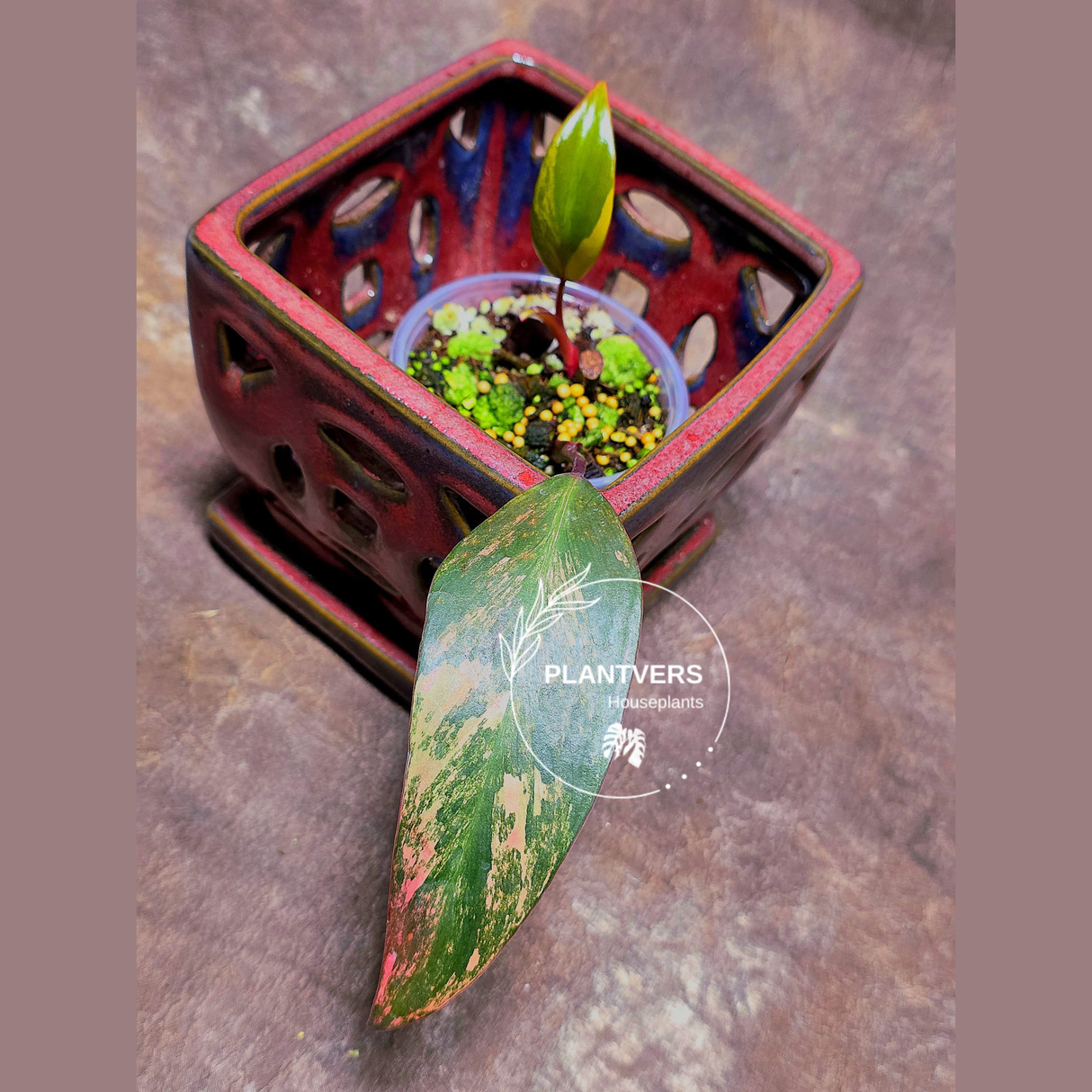 Variegated Philodendron Strawberry Shake Exact Plant - Rare Collector Plant - Exact Same Plant - US Seller
