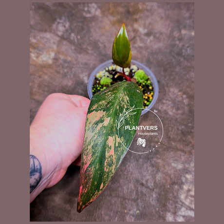 Variegated Philodendron Strawberry Shake Exact Plant - Rare Collector Plant - Exact Same Plant - US Seller