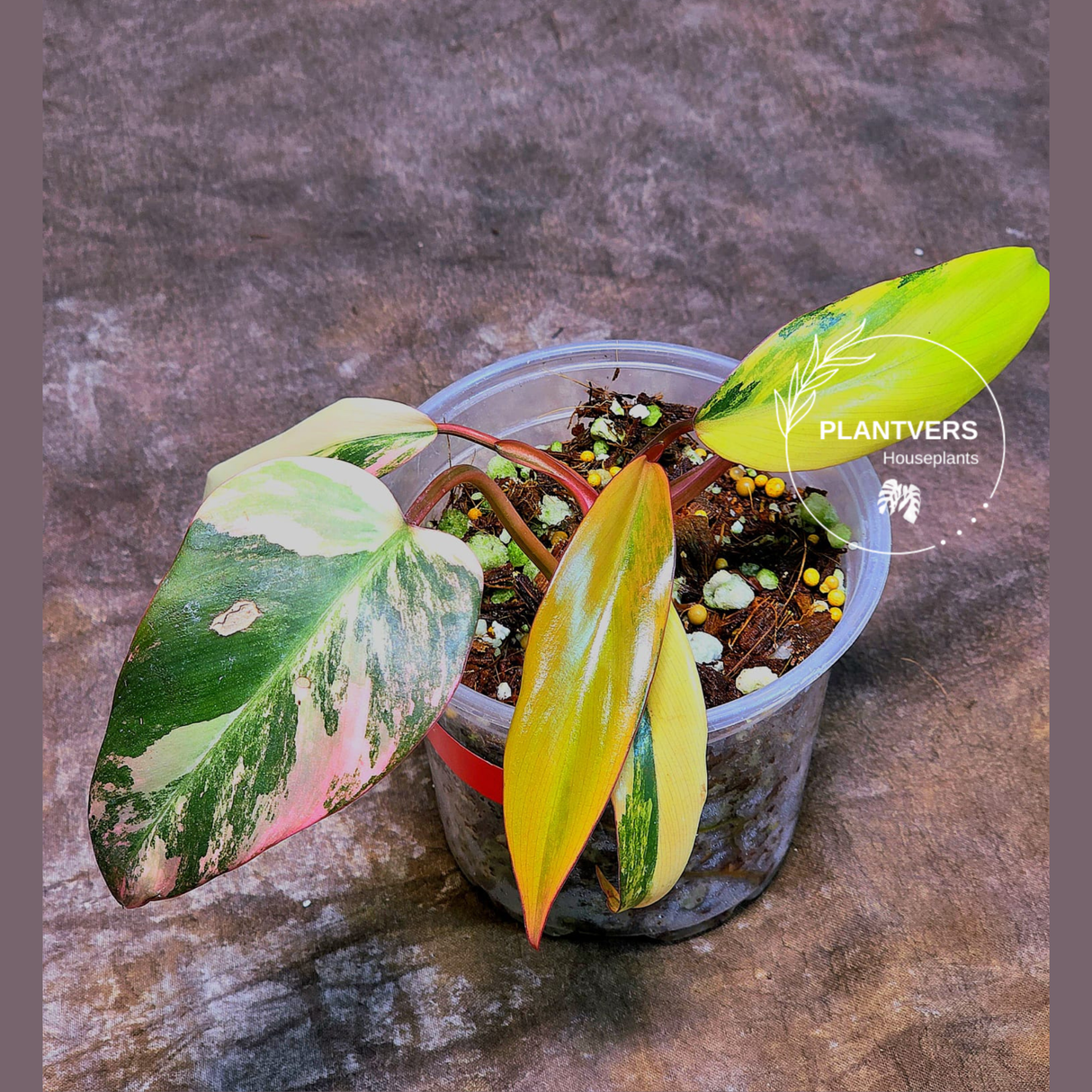 Variegated Philodendron Strawberry Shake - Super RARE Collector Plant - Philodendron Pink Plant - Live Indoor Plant - Exact Pot - US seller
