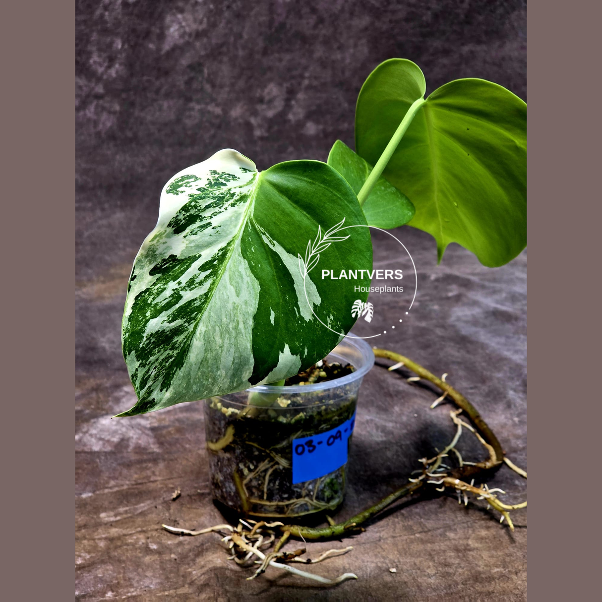 Variegated Monstera Albo Plant - Rare Indoor White Monstera Albo Borsigiana Plant - Baby Leaf Plant - Indoor Plant - EXACT Plant - US Seller