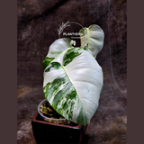 Variegated Monstera Albo Plant - Rare Indoor White Monstera Albo Borsigiana Plant - Baby Leaf Plant - Indoor Plant - EXACT Plant - US Seller