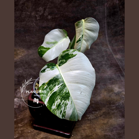 Variegated Monstera Albo Plant - Rare Indoor White Monstera Albo Borsigiana Plant - Baby Leaf Plant - Indoor Plant - EXACT Plant - US Seller