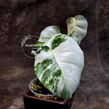 Variegated Monstera Albo Plant - Rare Indoor White Monstera Albo Borsigiana Plant - Baby Leaf Plant - Indoor Plant - EXACT Plant - US Seller