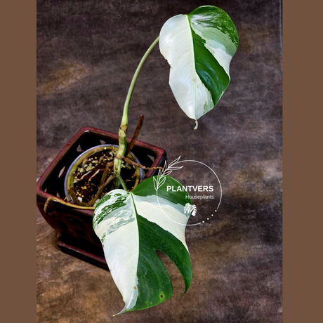 Variegated Monstera Albo Plant - Rare Indoor White Monstera Albo Borsigiana Plant - Baby Leaf Plant - Indoor Plant - EXACT Plant - US Seller
