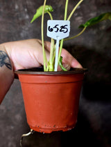 Variegated Burle Marx Philodendron - EXACT Plant - (6-5-25)