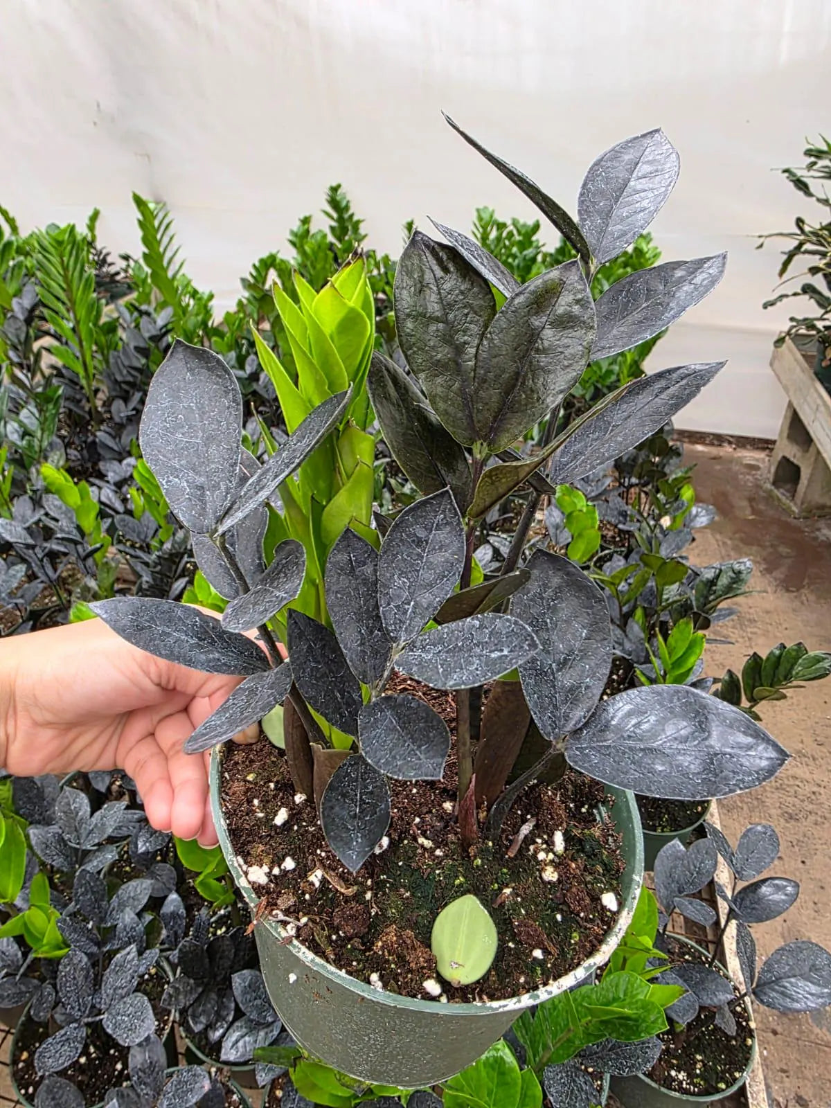 Raven ZZ Plant in 6" Nursery Pot - Zamioculcas Zamiifolia Raven - Black Indoor Plant - Low Light Houseplant - Easy Care Live Plant