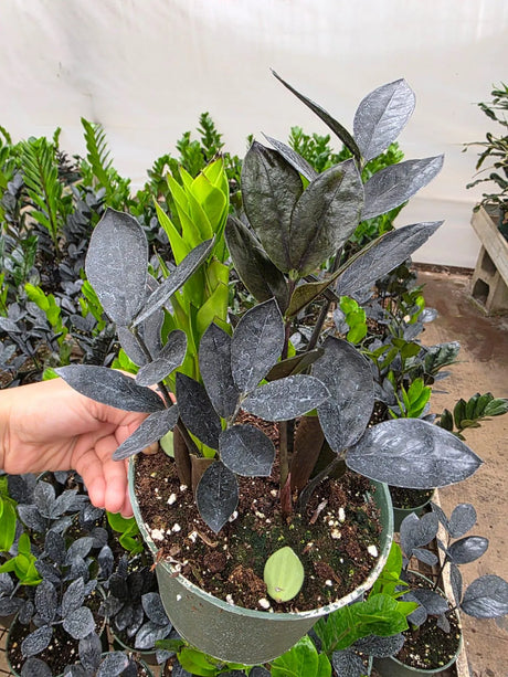 Raven ZZ Plant in 6" Nursery Pot - Zamioculcas Zamiifolia Raven - Black Indoor Plant - Low Light Houseplant - Easy Care Live Plant