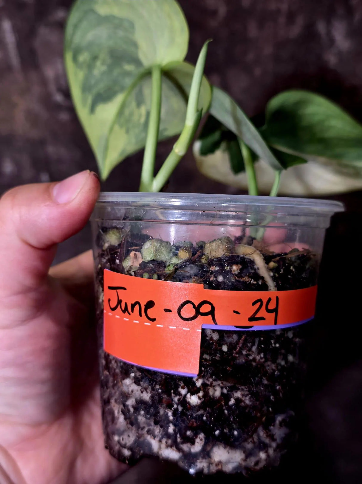 Scindapsus Jade Satin Variegated - Rare Tropical Plant - EXACT Plant - (June-09-24)