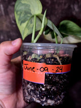 Scindapsus Jade Satin Variegated - Rare Tropical Plant - EXACT Plant - (June-09-24)