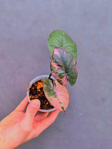 Alocasia Serendipity Pink Variegated - Super Rare Pink Variegated Alocasia (June-17-16)