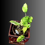 Variegated Burle Marx Philodendron - EXACT Plant - US Seller - (6-5-27)