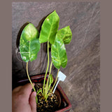 Variegated Burle Marx Philodendron - EXACT Plant - (6-5-25)