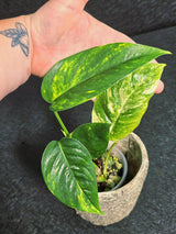 RARE Variegated 'Golden Flame' Epipremnum Pinnatum Plant - Variegated Yellow Flame Indoor Plant - SAME Plant - US Seller