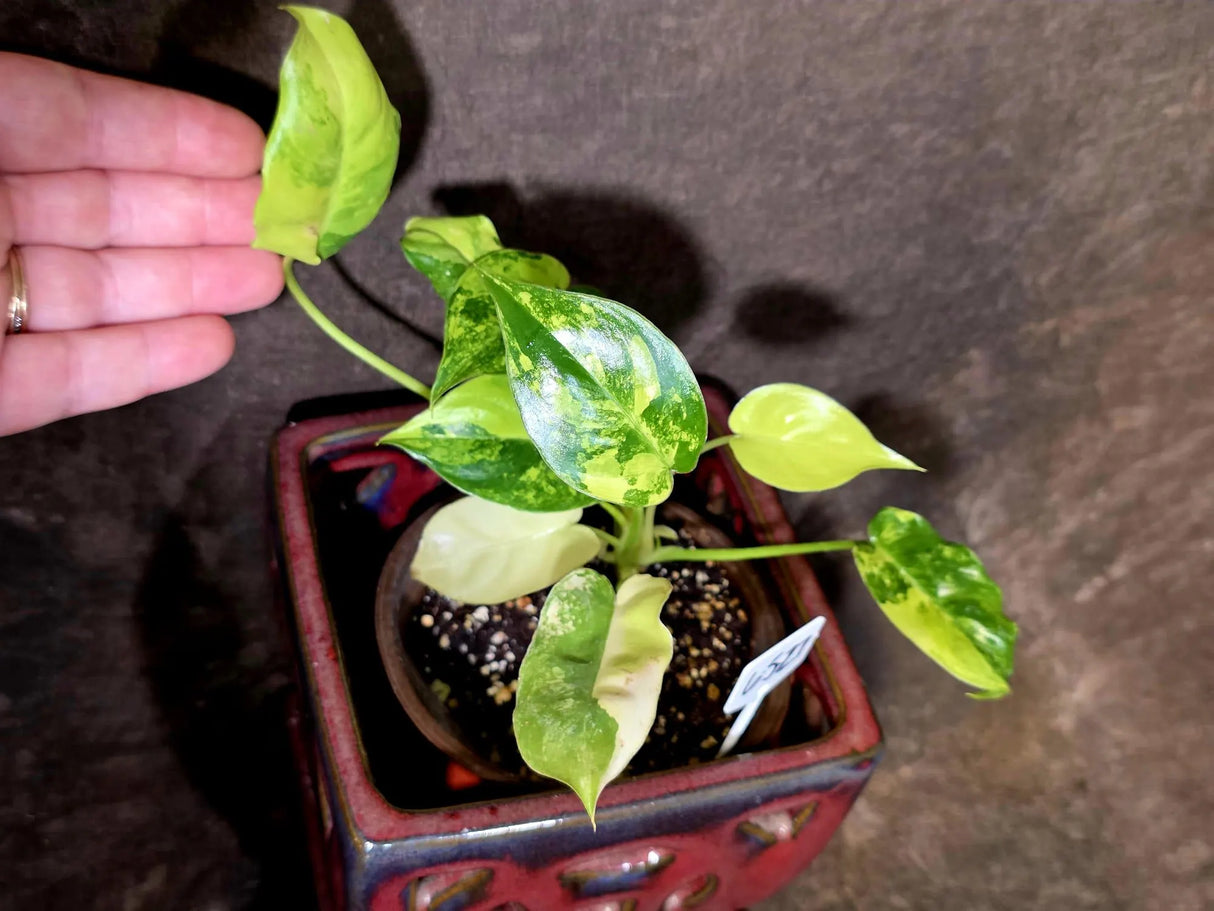 Variegated Burle Marx Philodendron - EXACT Plant - US Seller - (6-5-27)