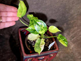 Variegated Burle Marx Philodendron - EXACT Plant - US Seller - (6-5-27)
