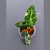 Alocasia Black Velvet Pink Variegated - EXACT Pant (June-17-01)