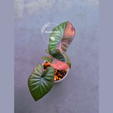 Alocasia Serendipity Pink Variegated - Super Rare Pink Variegated Alocasia (June-17-06)
