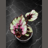 Begonia Rex Kotobuki in 3" Live Houseplant - Rare Rex Begonia - Tropical Indoor Plant - Plant Lover Gift