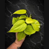 Philodendron Lemon Lime Starter Plant in 3" Pot – Neon Heartleaf Philodendron – Easy Care Tropical Indoor Houseplant