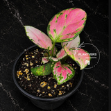Aglaonema Lady Valentine 4" - Chinese Evergreen - Live Indoor Plant - Low Light Houseplant - Plant Lover Gift