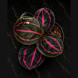 Calathea Dottie in 4" Pot - Calathea Roseopicta - Prayer Plant - Live Houseplant - Tropical Indoor Plant