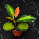 Hoya Australis Variegated in 2" Pot - Rare Wax Plant – Variegated Hoya - Live Indoor Plant
