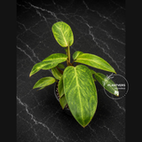 Philodendron Painted Lady 4" - Rare Philodendron - Tropical Houseplant - Aroid Plant - Live Indoor Plant - Plant Lover Gift