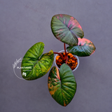 Alocasia Serendipity Pink Variegated – Rare Collector Aroid – Exact Plant (June-17-12)