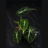 Alocasia Black Velvet 4" - Rare Alocasia - Velvet Leaf Plant - Live Houseplant - Indoor Plant