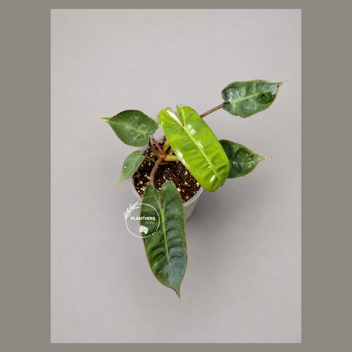 Philodendron Billietiae Live Plant in 3" Nursery Pot - Rare Climbing Aroid - Tropical Indoor Houseplant - Collector Plant