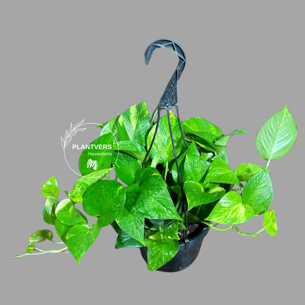 Golden Pothos in a 6" Hanging Basket - Easy Care Houseplant - Low light Indoor Plant - Devils Ivy Plant - Air purifier plant