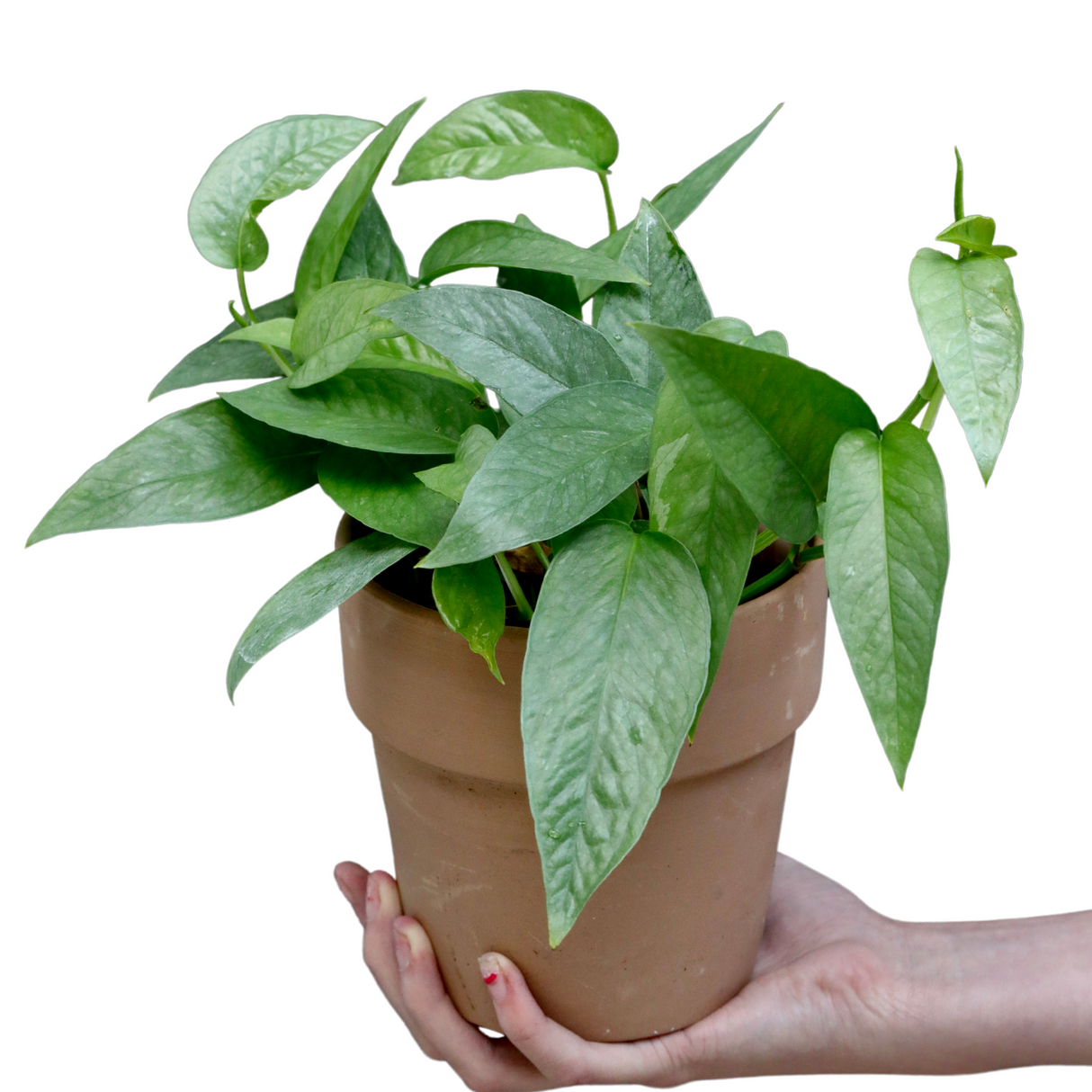 Cebu Blue Pothos - Rare houseplant