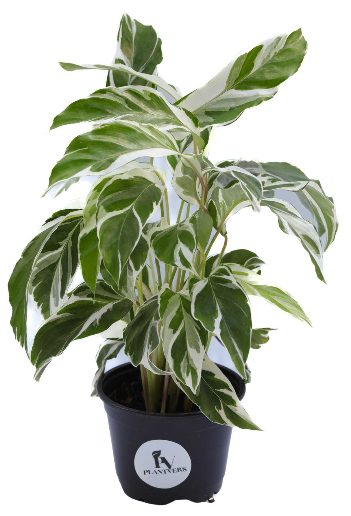 Calathea Fusion White in a 3" Nursery Pot