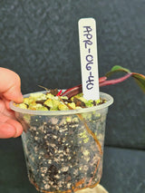 Variegated Philodendron Strawberry Shake - Rare Collector Plant - Exact Plant - US Seller