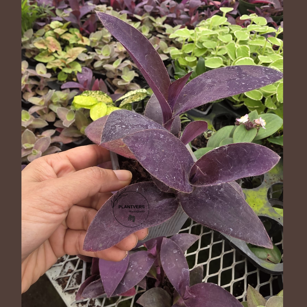 Purple Heart Tradescantia