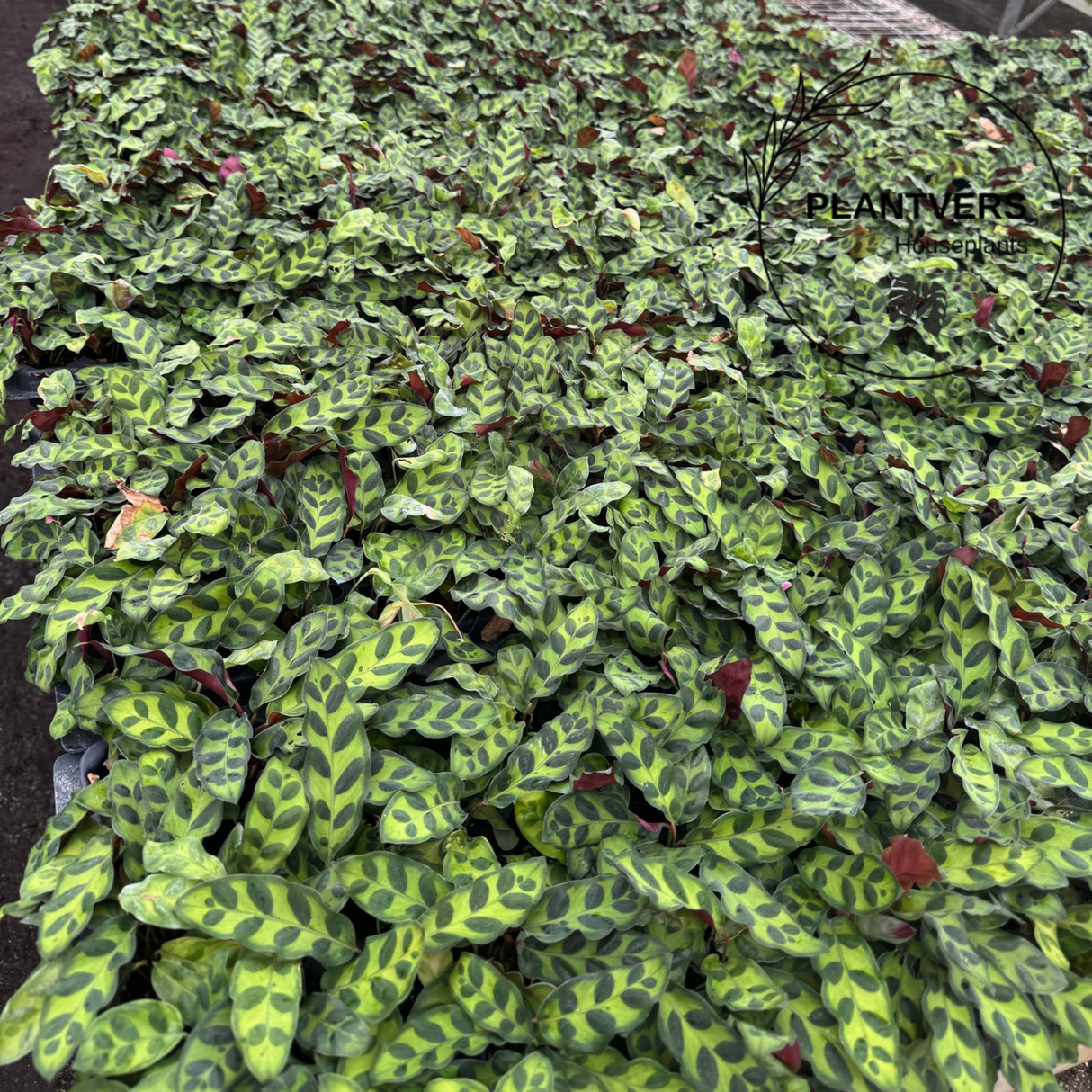 2” Calathea Lancifolia - Wholesale Indoor Plant Case of 10 Pots