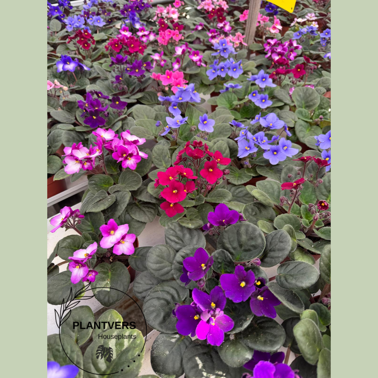 Wholesale 4” African Violet Assorted – Indoor Flowering Plant (Case of 10 Pots)