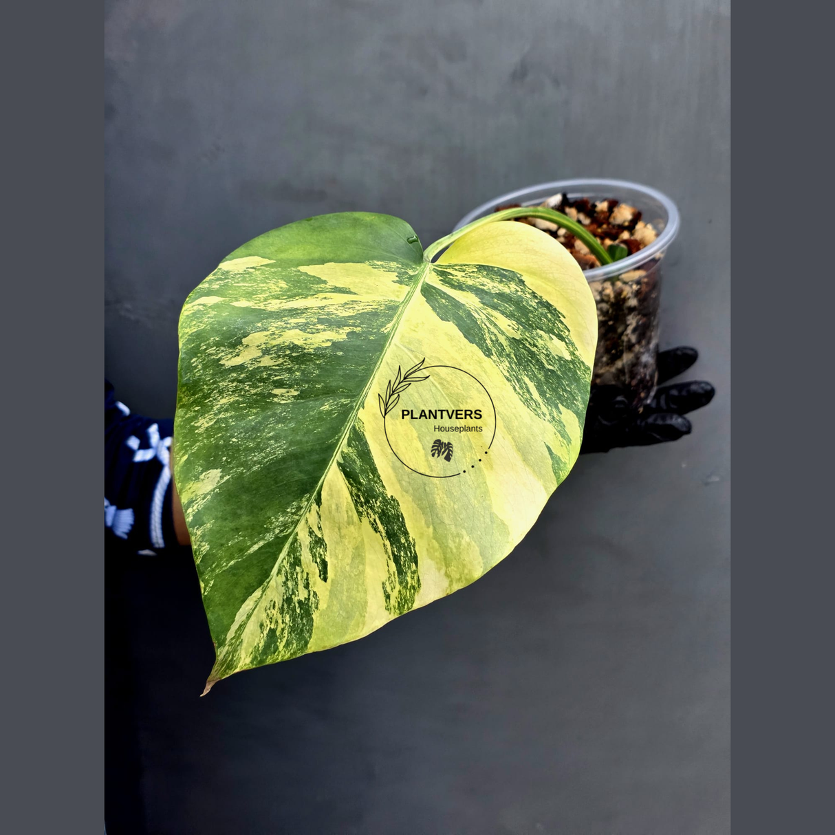Monstera Aurea Variegated Borsigiana Live Plant - (May-17-13)