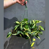 Silver Stripe Philodendron