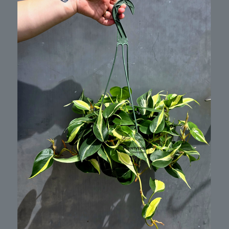 Silver Stripe Philodendron