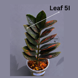 Rare Variegated Pink Raven ZZ Plant Cutting UNROOTED - Zamioculcas Zamiifolia Raven Variegata - Exotic Black & Pink Plant - US Seller