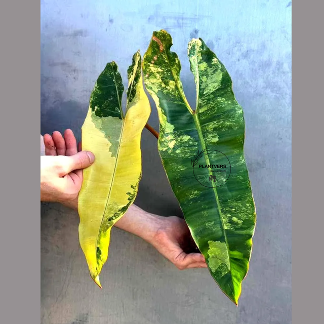 Philodendron Billietiae Variegated