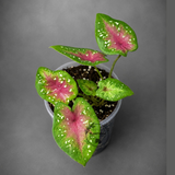 Caladium Camilla Bicolor Live Plant in 3" Nursery Pot - Colorful Angel Wings Plant - Tropical Indoor Foliage Plant - Vibrant Houseplant