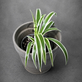 Reverse Spider Plant Live Plant in 3" Nursery Pot - Chlorophytum Comosum Reverse Variegated - Air Purifying Indoor Houseplant