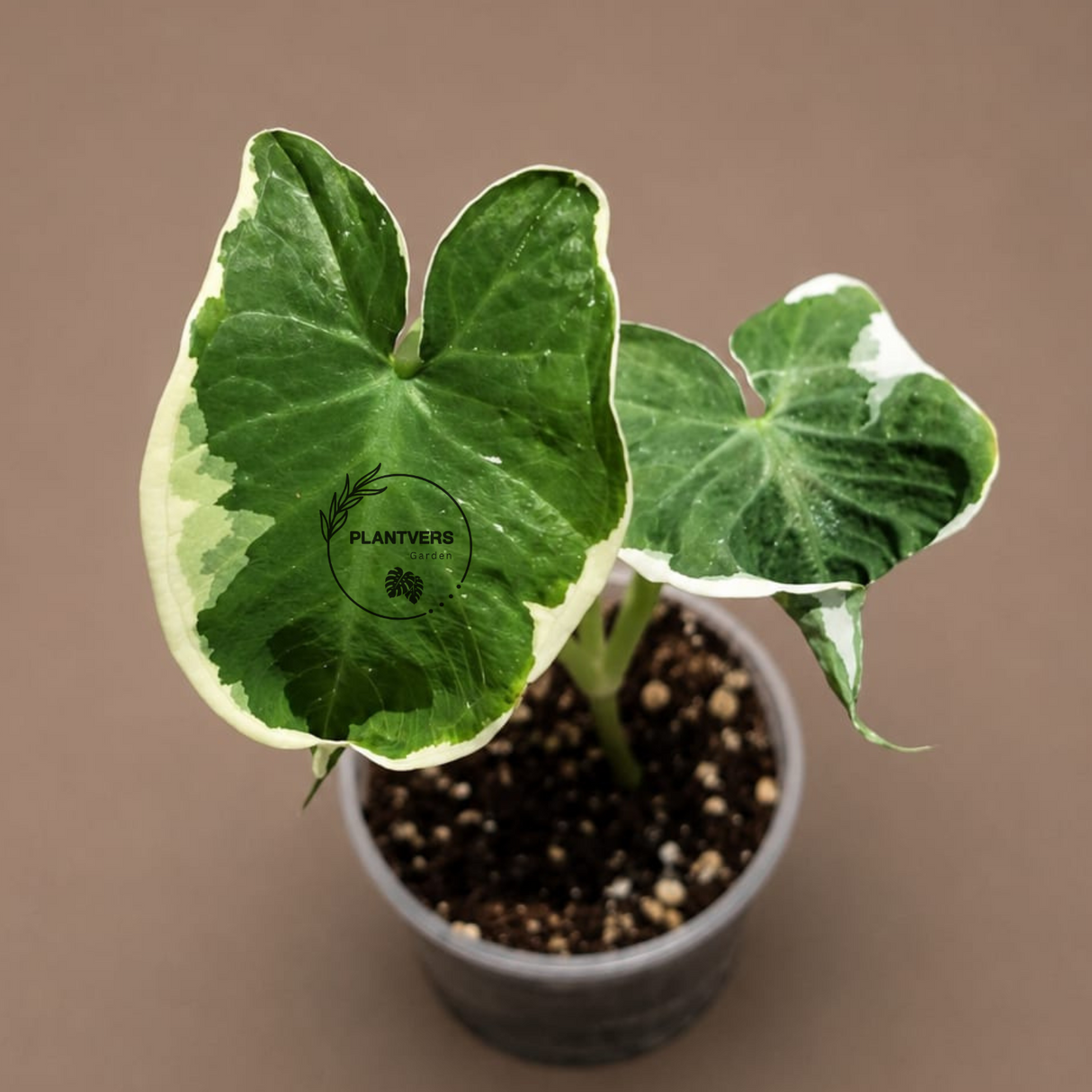 Alocasia Mikey Mouse Live in 3" Starter Pot ( Xanthosoma Sagittifolium 'Variegatum Monstrosum ) - Rare Tropical Indoor Houseplant