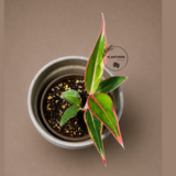 Aglaonema Red Lipstick (Siam Aurora) Live Plant in 3" Nursery Pot - Red Chinese Evergreen - Tropical Indoor Houseplant - Easy Care Plant