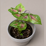 Caladium Camilla Bicolor Live Plant in 3" Nursery Pot - Colorful Angel Wings Plant - Tropical Indoor Foliage Plant - Vibrant Houseplant